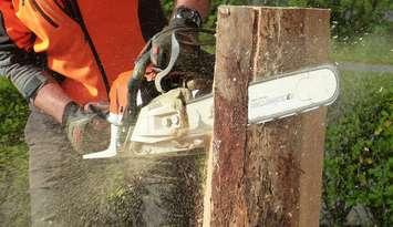 A person using a chainsaw. Photo courtesy of pb826 via pixabay.