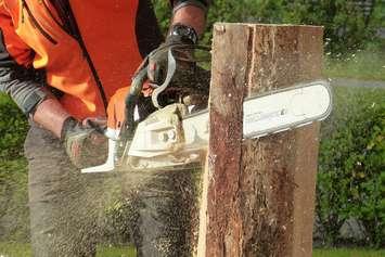 A person using a chainsaw. Photo courtesy of pb826 via pixabay.
